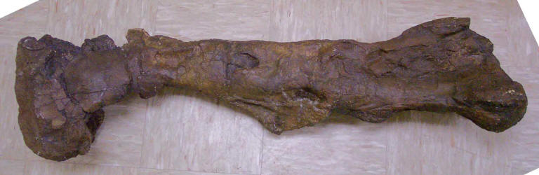 hadrosaur mummy